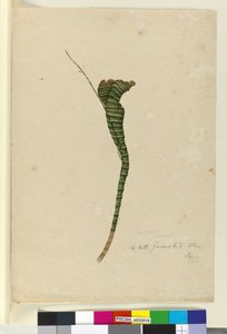 Page 11. Casuarina, c.1803-06